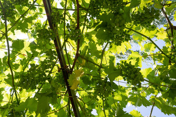 green tree leaves through which shines a beautiful bright summer sun