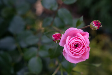 A beautiful red rose blooms on a green background next to it are some small white flowers