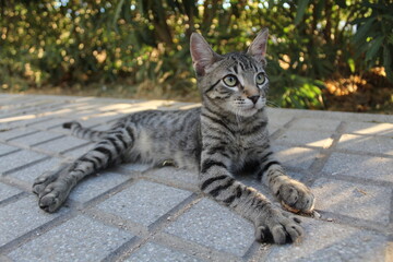 cat , gato, ojos verdes
