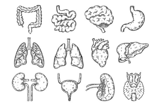 Human internal organs hand drawn sketch vector set.