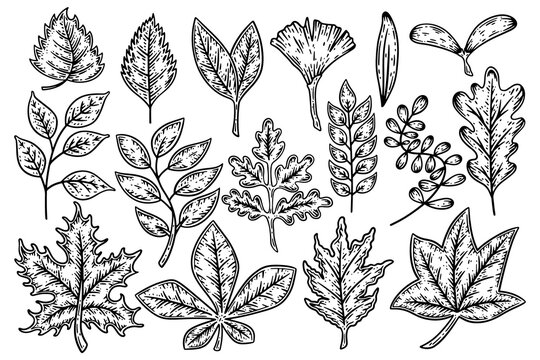 Set of leaves of different shapes of plants, trees and flowers hand drawn sketch vector illustration.
