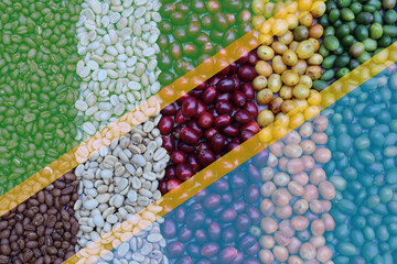 tanzania flag background coffee beans raw dry cherry for background.Robusta and arabica  coffee...