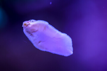 Eine Schnecke im Meerwasseraquarium an der Scheibe