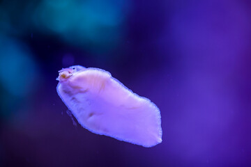 Eine Schnecke im Meerwasseraquarium an der Scheibe - obrazy, fototapety, plakaty