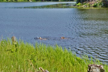 children swimming in the middle of a lake upper peninsula Michigan