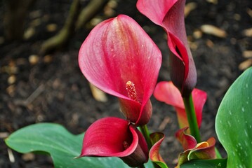 Close up of a calla lily in the spring