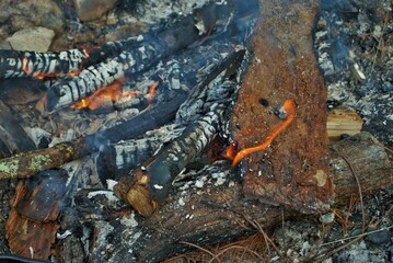 camp fire burning in a fire pit