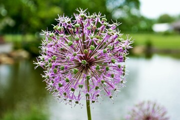 Purple allium lucy ball flowers next to a lake selective focus close up detail - obrazy, fototapety, plakaty