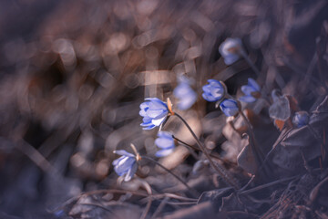 Kwiaty wiosenne. Leśne przylaszczki. Hepatica nobilis. Fioletowe kwiaty leśnych przylaszczek w promieniach wschodzącego słońca.
