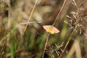 Portrait eines Rotbandspanners im Gras einer Wiese.
Ein Schmetterling auf einer Wiese,...