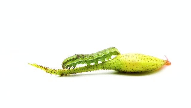 Helicoverpa armigera moth larva, fall armyworm, orchard pest, isolated on white background next to a tender shoot