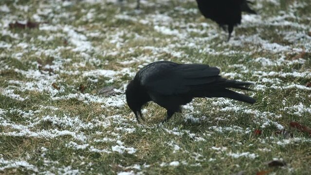Crow eating seed from snowy grass and walking away with a group of birds.