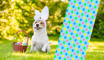 Easter gift concept with dog wearing bunny ears and basket full of colored eggs