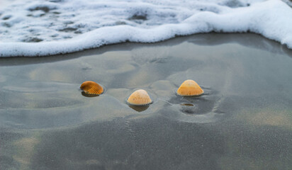 Shell on the beach at sunrise or sunset. Seashell on the summer beach with sand and wave. Summer...