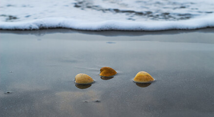 Shell on the beach at sunrise or sunset. Seashell on the summer beach with sand and wave. Summer background.	