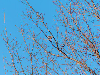 冬の空と枯れ木