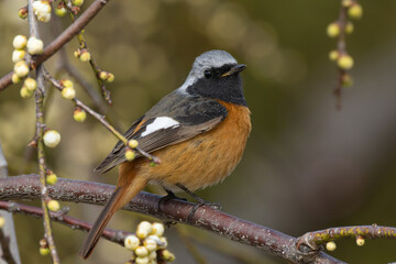 梅の開花を待つジョウビタキの雄