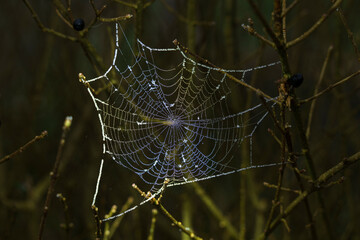 spider web with dew drops