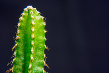Naklejka premium Green Echinopsis peruviana , the Peruvian torch cactus.