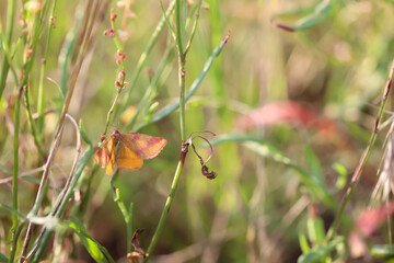 Portrait eines Rotbandspanners im Gras einer Wiese.
Ein Schmetterling auf einer Wiese,...