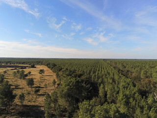 Fototapeta na wymiar Forêt de pins, vue aérienne proche de Lacanau, Gironde