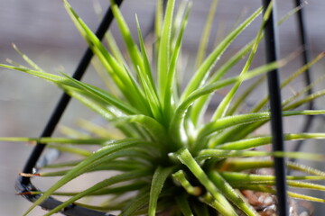 エアープランツ