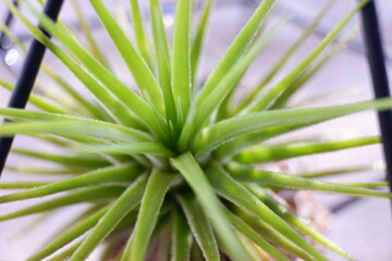 エアープランツ