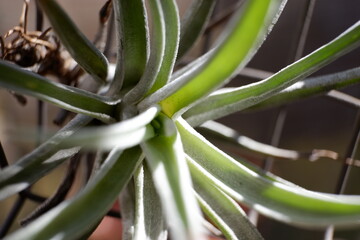 Obraz premium エアープランツ