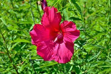 Large tropical red hibiscus flower in the summer