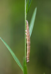 Die Raupe eines Schmetterlings an einer Pflanze.
