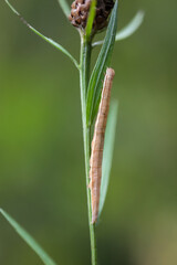 Die Raupe eines Schmetterlings an einer Pflanze.
