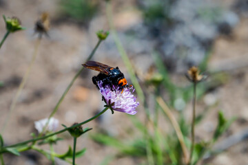 Ein Bienen oder Wespen Artiges Insekt auf einer Blüte.
