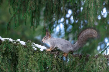 squirrel in the park