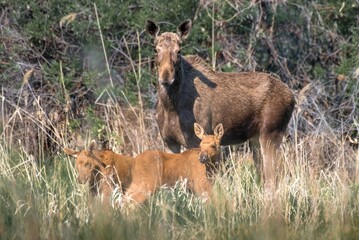 moose in the grass