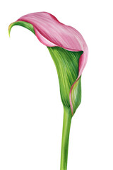 Calla flower on isolated white background, watercolor illustration, botanical painting