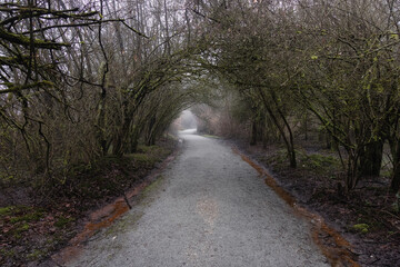 Path in the Canadian rain forest with green trees. Early morning fog in winter season. Tynehead Park in Surrey, Vancouver, British Columbia, Canada.