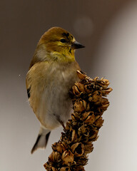 Obraz premium American Goldfinch Photo and Image. Finch close-up profile view, perched on foliage with a blur background in its environment and habitat surrounding.