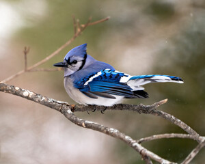 Blue Jay Bird Photo and Image. Close-up perched on a branch with a blur forest background in the winter season environment and habitat surrounding displaying blue feather plumage wings. 