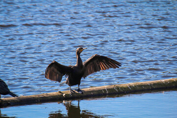Portrait eines Cormoran in der Natur, an einem Gewässer.