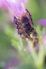 Close-up of a bee harvesting pollen on a topped lavender (Lavandula angustifolia) with blurry background