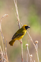 Male Southern Masked Weaver, Kruger National Park