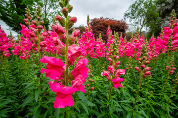 Flora and fauna abound on the grounds. Government Gardens, Rotarua, New Zealand