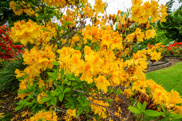 Flora and fauna abound on the grounds. Government Gardens, Rotarua, New Zealand