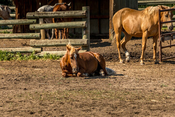 Horses in the paddock Historic Ranch Red Deer County Alberta Canada