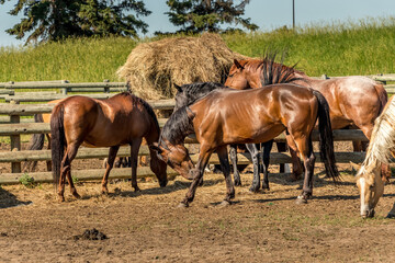 Fototapeta premium Horses in the paddock Historic Ranch Red Deer County Alberta Canada