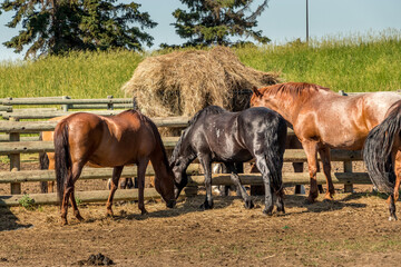 Horses in the paddock Historic Ranch Red Deer County Alberta Canada