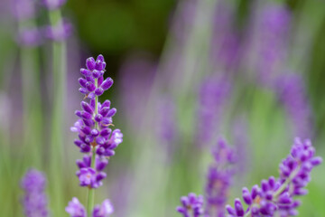Close-up of buds of blue lavender