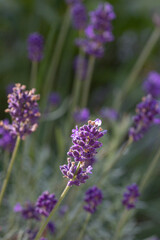 Close-up of buds and stems of blue lavender