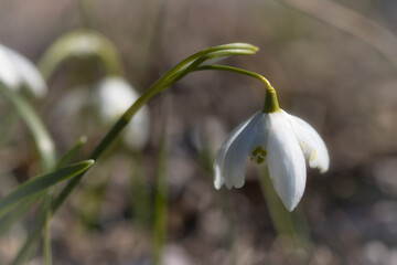 Obraz premium Schneeglöckchen