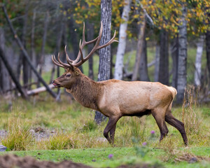 Naklejka na ściany i meble Elk Stock Photo and Image. Bull male walking in the field with a blur forest background in its environment and habitat surrounding, displaying antlers and brown coat fur.